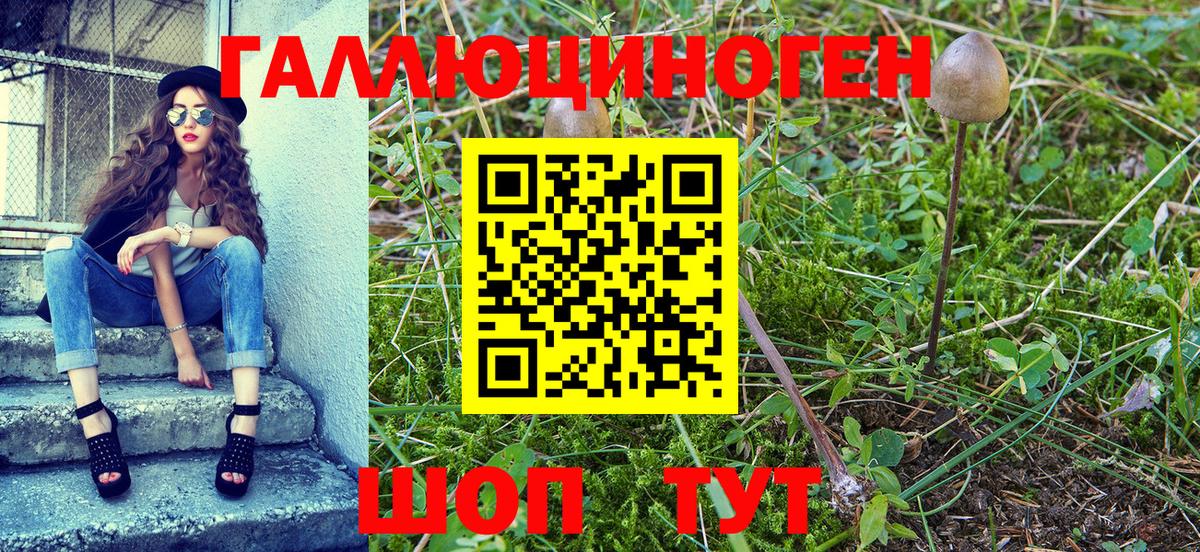 Павловский Посад  Галлюциногенные грибы Psilocybine cubensis  Вход с VPN 